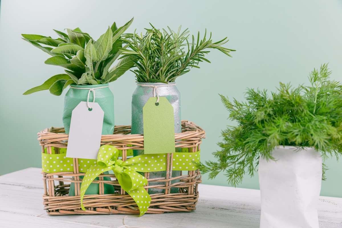 Goldfish - Pokloni za ljubitelje biljaka